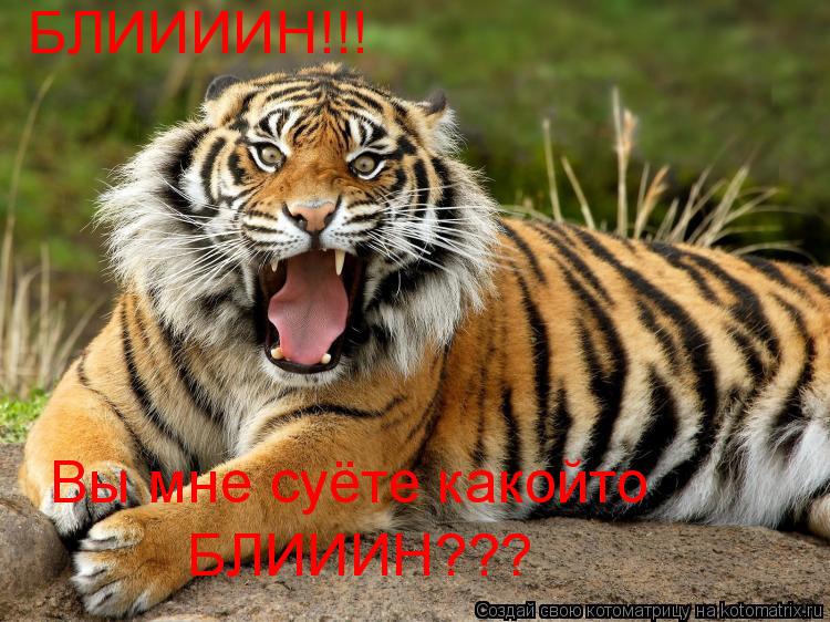 БЛИИИИН!!! Вы мне суёте какойто БЛИИИН???... Котоматрица: БЛИИИИН!!! Вы мне суёте какойто БЛИИИН???