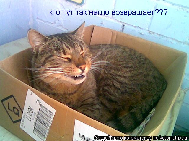 Котоматрица: кто тут так нагло возвращает???