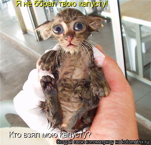 Кто взял мою капусту? Я не ббрал твою капусту!... Котоматрица: Кто взял мою капусту? Я не ббрал твою капусту!