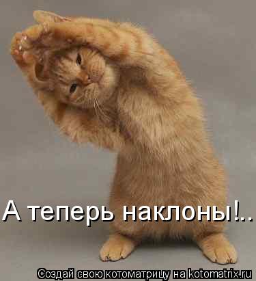 А теперь наклоны!..... Котоматрица: А теперь наклоны!..