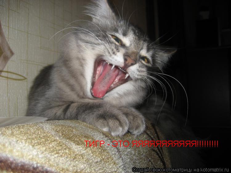 ТИГР - ЭТО ЯЯЯЯЯЯЯЯЯЯЯ!!!!!!!!!... Котоматрица: ТИГР - ЭТО ЯЯЯЯЯЯЯЯЯЯЯ!!!!!!!!!