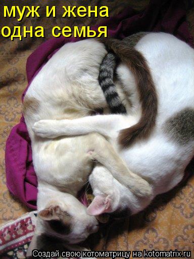 Котоматрица: муж и жена одна семья