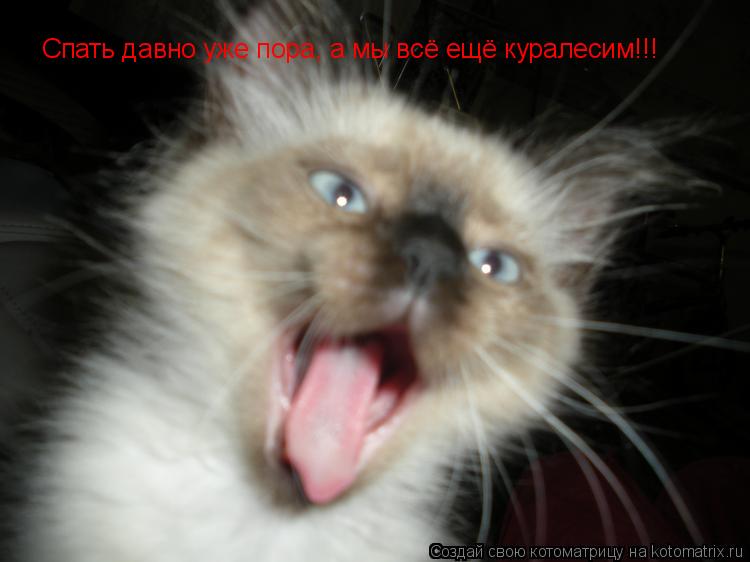 Спать давно уже пора, а мы всё ещё куралесим!!!... Котоматрица: Спать давно уже пора, а мы всё ещё куралесим!!!
