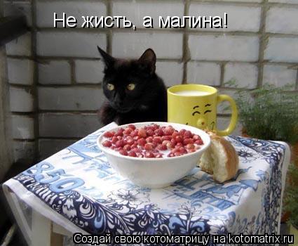 Не жисть, а малина!... Котоматрица: Не жисть, а малина!