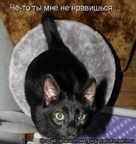 Котоматрица: Чё-то ты мне не нравишься....