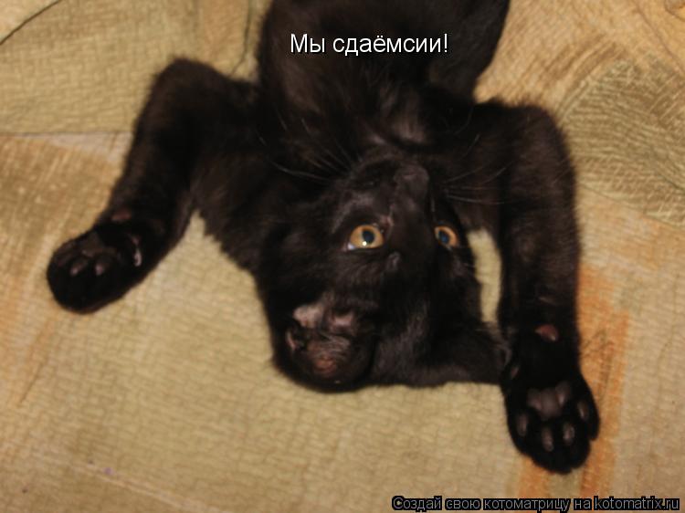 Котоматрица: Мы сдаёмсии!