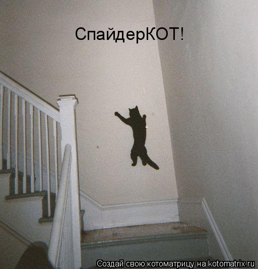 Котоматрица: СпайдерКОТ!
