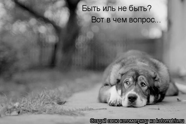 Быть иль не быть? Вот в чем вопрос...... Котоматрица: Быть иль не быть? Вот в чем вопрос...