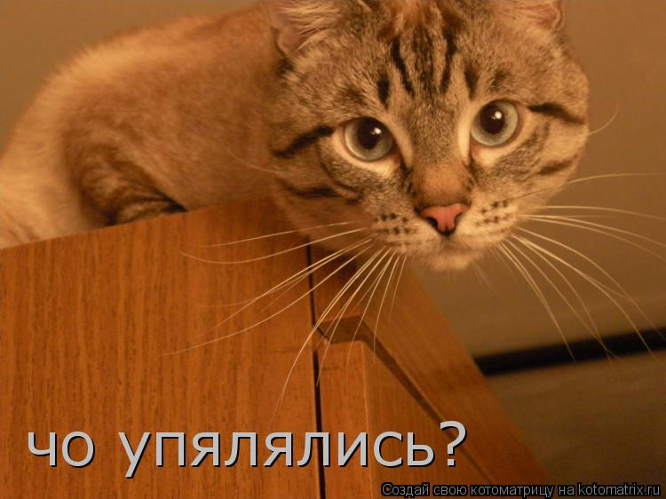 чо упялялись?... Котоматрица: чо упялялись?