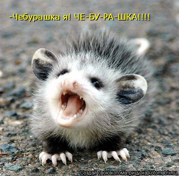 -Чебурашка я! ЧЕ-БУ-РА-ШКА!!!!... Котоматрица: -Чебурашка я! ЧЕ-БУ-РА-ШКА!!!!