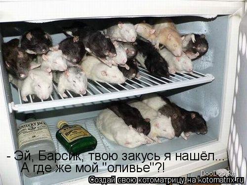 Котоматрица: - Эй, Барсик, твою закусь я нашёл... А где же мой "оливье"?!