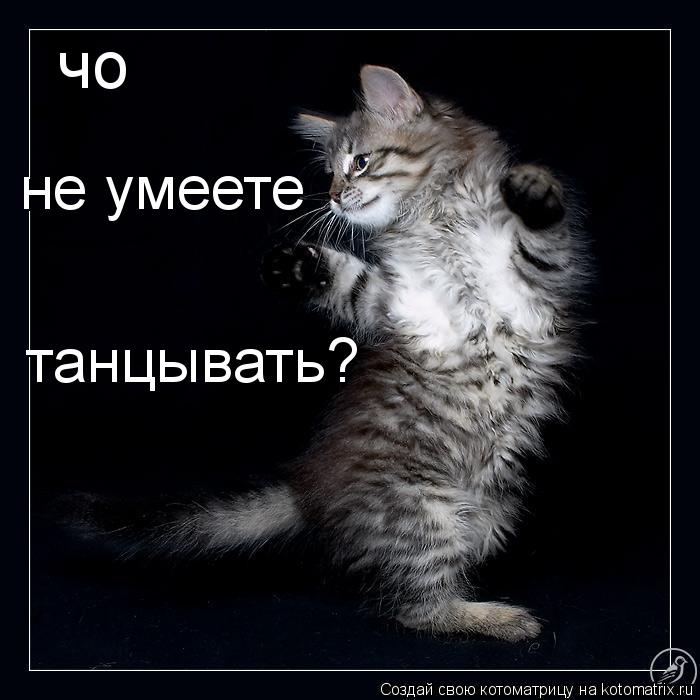 чо не умеете танцывать?... Котоматрица: чо не умеете танцывать?