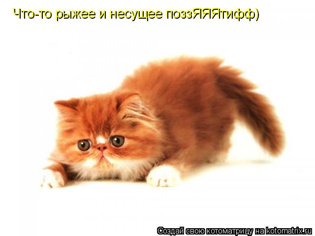 Котоматрица: Что-то рыжее и несущее поззЯЯЯтифф)