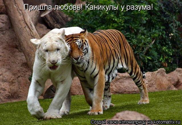 Пришла любовь! Каникулы у разума!... Котоматрица: Пришла любовь! Каникулы у разума!