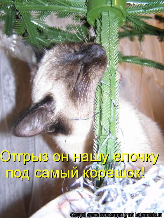 под самый корешок! Отгрыз он нашу елочку... Котоматрица: под самый корешок! Отгрыз он нашу елочку
