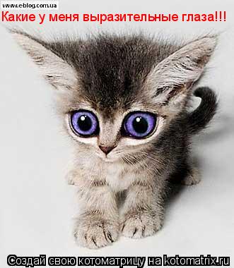 Какие у меня выразительные глаза!!!... Котоматрица: Какие у меня выразительные глаза!!!