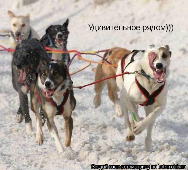 Удивительное рядом)))... Котоматрица: Удивительное рядом)))