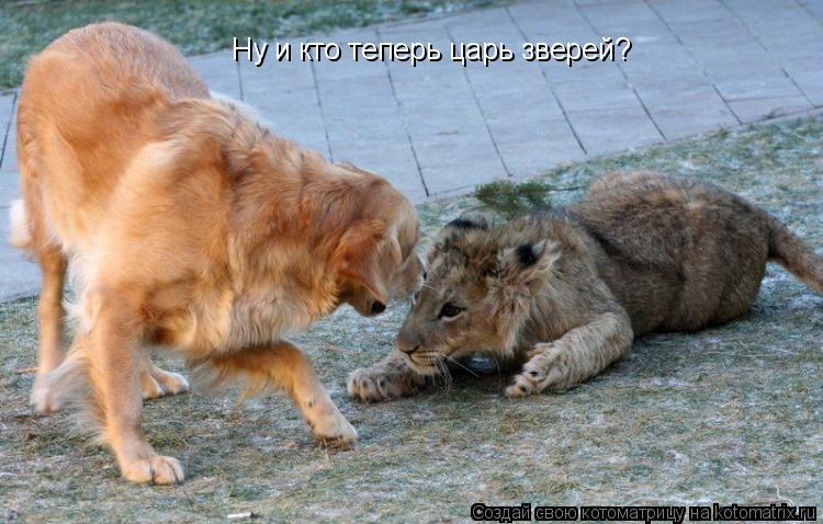 Котоматрица: Ну и кто теперь царь зверей?