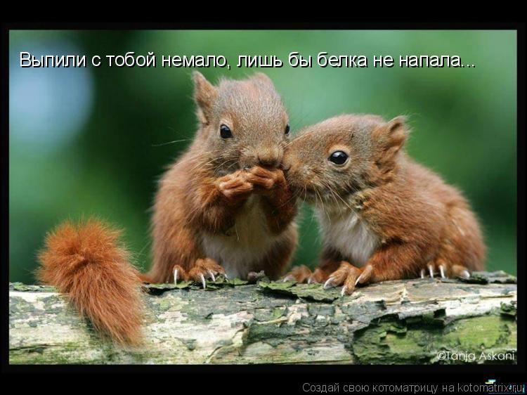 Выпили с тобой немало, лишь бы белка не напала...... Котоматрица: Выпили с тобой немало, лишь бы белка не напала...