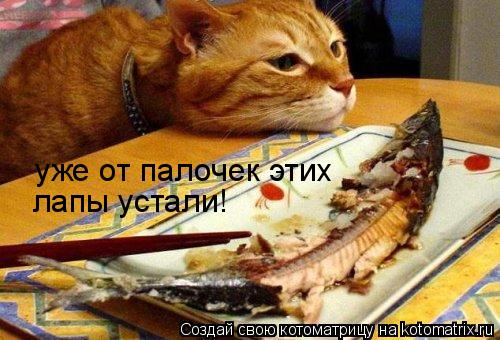 уже от палочек этих лапы устали!... Котоматрица: уже от палочек этих лапы устали!