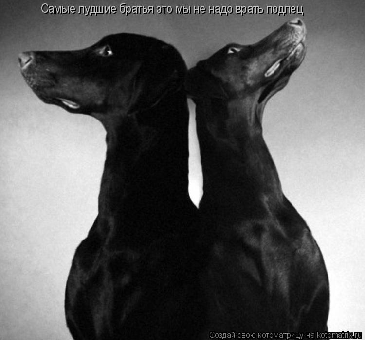 Самые лудшие братья это мы не надо врать подлец... Котоматрица: Самые лудшие братья это мы не надо врать подлец