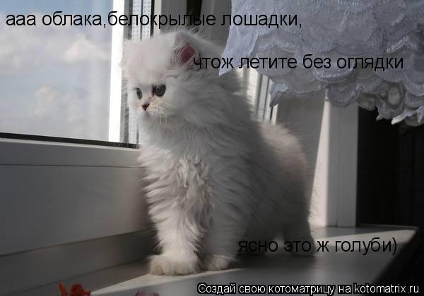 Котоматрица: ааа облака,белокрылые лошадки, чтож летите без оглядки ясно это ж голуби)