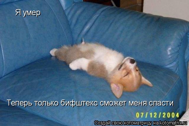 Я умер Теперь только бифштекс сможет меня спасти... Котоматрица: Я умер Теперь только бифштекс сможет меня спасти