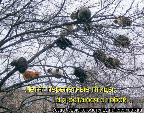 Летят перелетные птицы, а я остаюся с тобой...... Котоматрица: Летят перелетные птицы, а я остаюся с тобой...