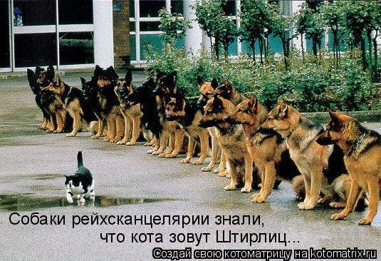 Собаки рейхсканцелярии знали, что кота зовут Штирлиц...... Котоматрица: Собаки рейхсканцелярии знали, что кота зовут Штирлиц...