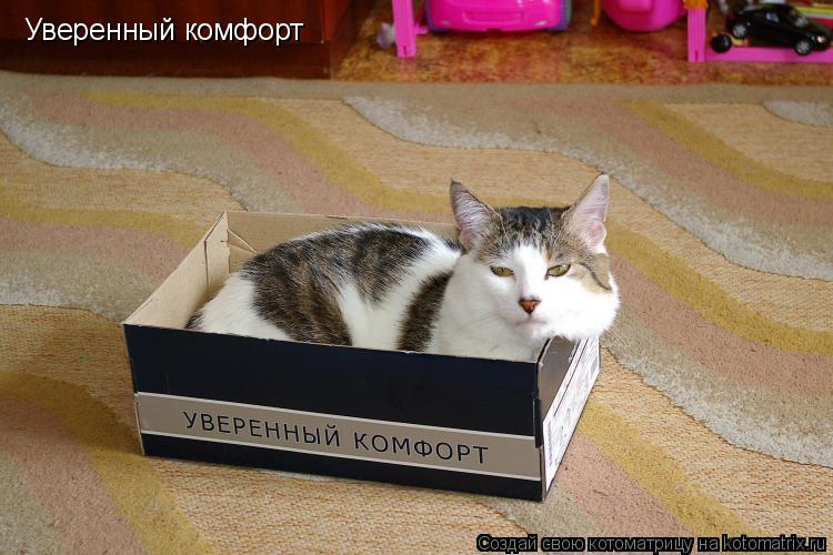 Уверенный комфорт... Котоматрица: Уверенный комфорт