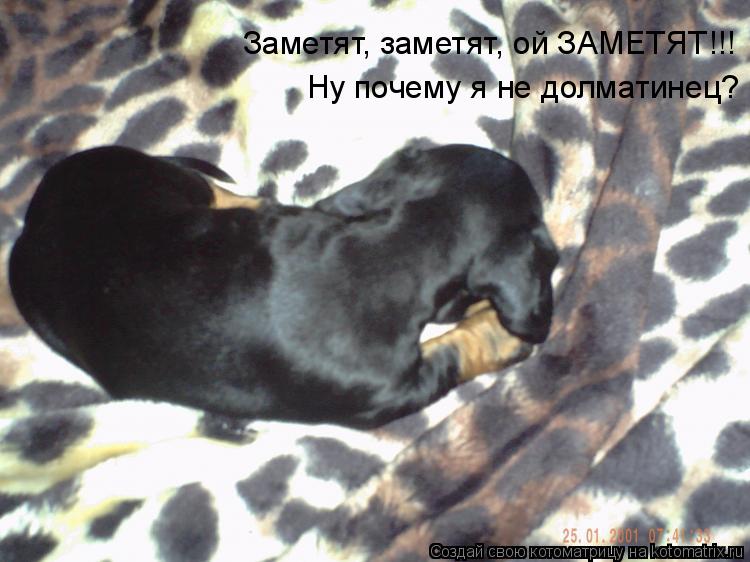 Заметят, заметят, ой ЗАМЕТЯТ!!! Ну почему я не долматинец?... Котоматрица: Заметят, заметят, ой ЗАМЕТЯТ!!! Ну почему я не долматинец?