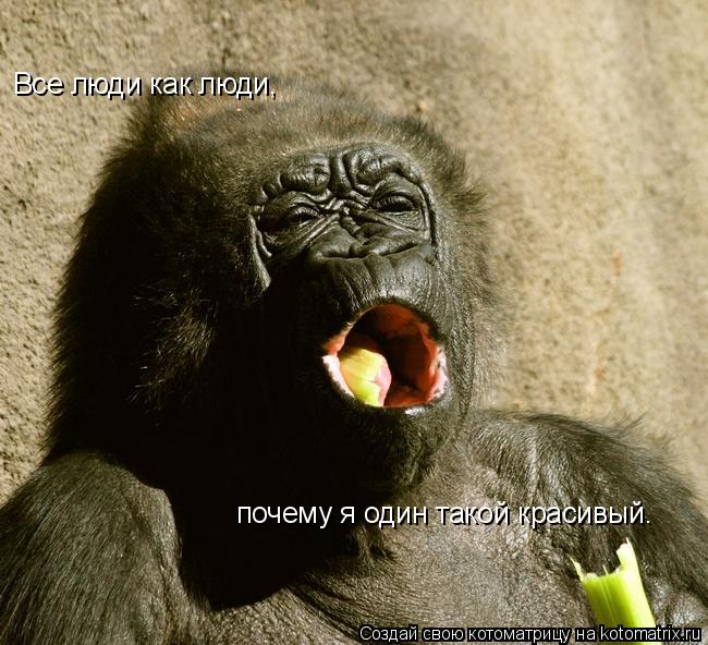 Все люди как люди, почему я один такой красивый.... Котоматрица: Все люди как люди, почему я один такой красивый.