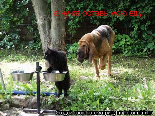 Котоматрица: а ну-ка оставь мою еду..