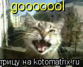gooooool... Котоматрица: gooooool