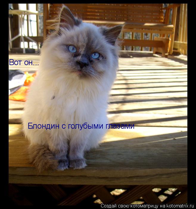 Котоматрица: Блондин с голубыми глазами Вот он...