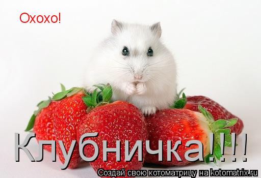 Охохо! Клубничка!!!!... Котоматрица: Охохо! Клубничка!!!!
