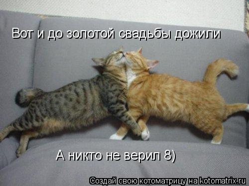 Котоматрица: Вот и до золотой свадьбы дожили А никто не верил 8)