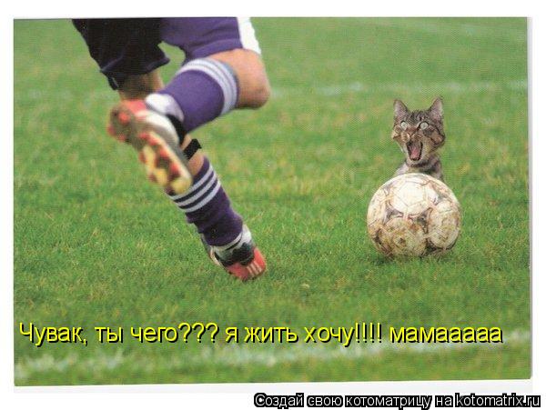 Чувак, ты чего??? я жить хочу!!!! мамааааа... Котоматрица: Чувак, ты чего??? я жить хочу!!!! мамааааа