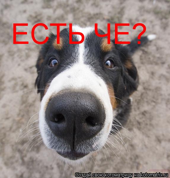 Котоматрица: ЕСТЬ ЧЕ?