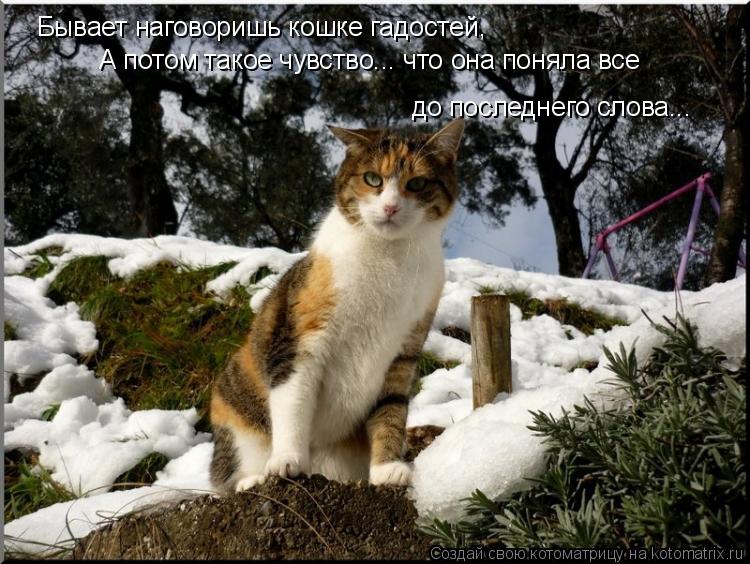 Бывает наговоришь кошке гадостей, А потом такое чувство... что она поняла все до последнего слова...... Котоматрица: Бывает наговоришь кошке гадостей, А потом такое чувство... что она поняла все до последнего слова...