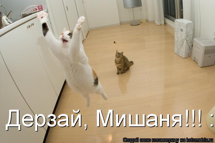 Котоматрица: Дерзай, Мишаня!!! :)))
