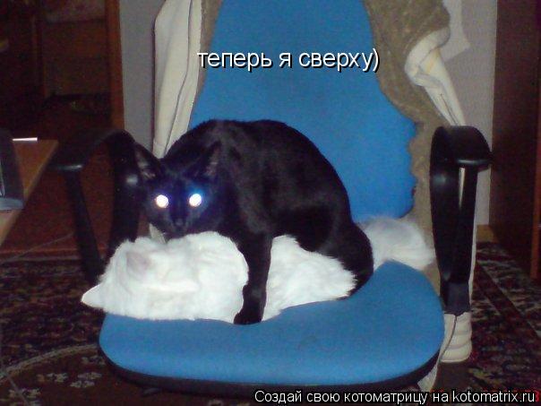 Котоматрица: теперь я сверху)