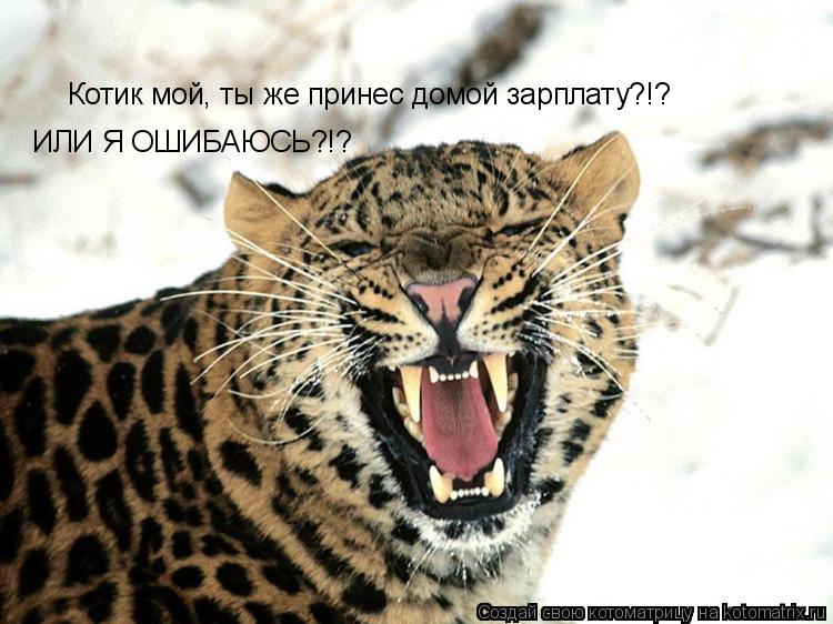 Котоматрица: Котик мой, ты же принес домой зарплату?!? ИЛИ Я ОШИБАЮСЬ?!?
