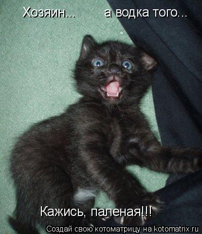 Хозяин... а водка того... Кажись, паленая!!!... Котоматрица: Хозяин... а водка того... Кажись, паленая!!!