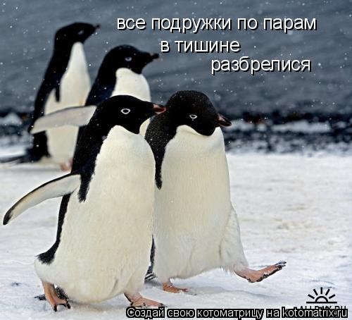 Котоматрица: все подружки по парам в тишине разбрелися