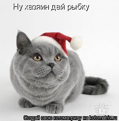Ну хазяин дай рыбку... Котоматрица: Ну хазяин дай рыбку