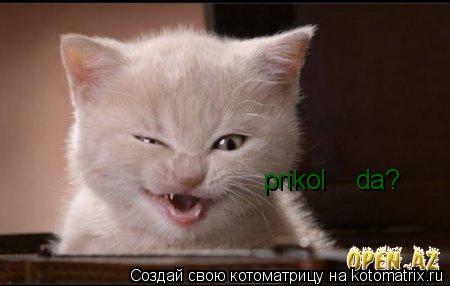 prikol da?... Котоматрица: prikol da?