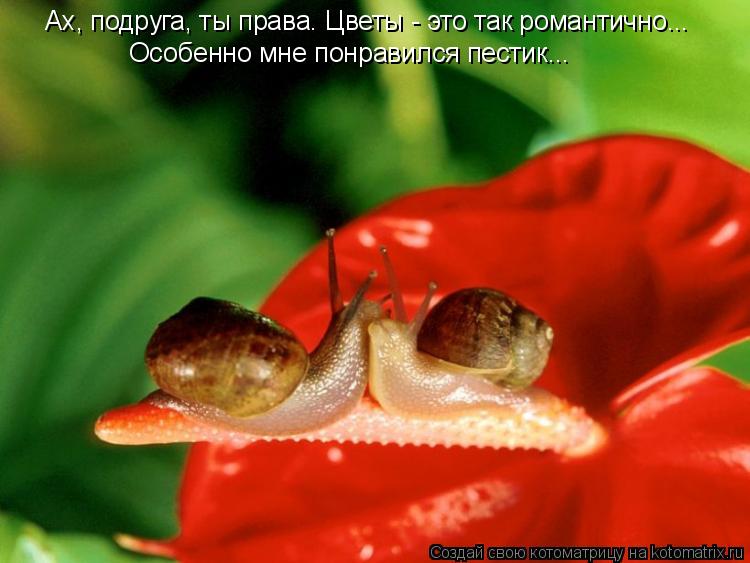 Ах, подруга, ты права. Цветы - это так романтично... Особенно мне понравился пестик...... Котоматрица: Ах, подруга, ты права. Цветы - это так романтично... Особенно мне понравился пестик...