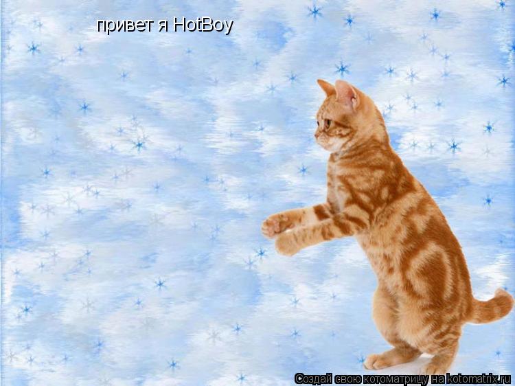 Котоматрица: привет я HotBoy