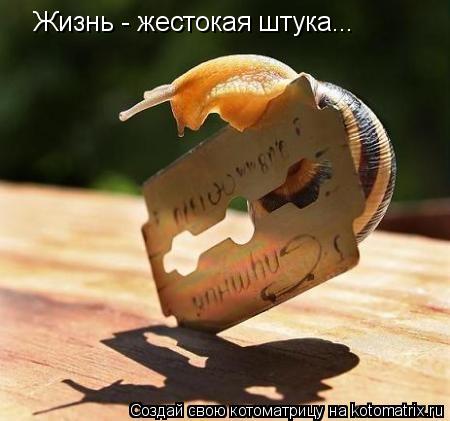 Котоматрица: Жизнь - жестокая штука...